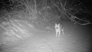 Immer mehr Goldschakale werden in Kärnten gesichtet.