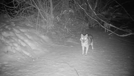 Immer mehr Goldschakale werden in Kärnten gesichtet.
