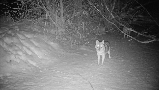 Immer mehr Goldschakale werden in Kärnten gesichtet.
