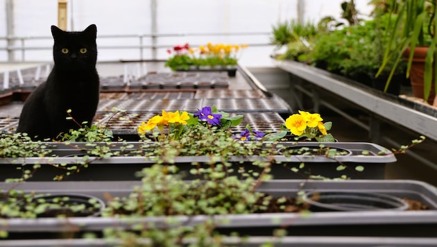 Kater „Lyon“ hat in den Gewächshäusern alles im Blick.
