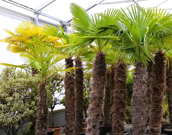 Auch Palmen werden die Stadt verschönern