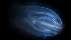 In der Lagune von Venedig breitet sich die invasive Quallenart Mnemiopsis leidyi aus.