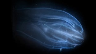In der Lagune von Venedig breitet sich die invasive Quallenart Mnemiopsis leidyi aus.