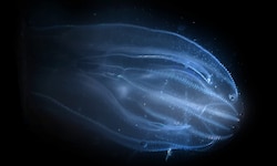 In der Lagune von Venedig breitet sich die invasive Quallenart Mnemiopsis leidyi aus.