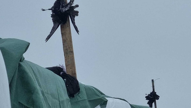 Die neben Siloballen in Gaspoltshofen aufgehängten Krähen riefen Tierschützer auf den Plan.