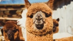 Niedlich anzusehen – aber im Garten einer beschaulichen Siedlung mitten in der Donaustadt sind ...