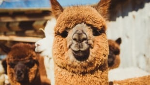 Niedlich anzusehen – aber im Garten einer beschaulichen Siedlung mitten in der Donaustadt sind ...