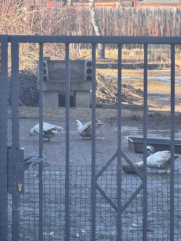Die Tiere auf dem Gelände dürften sich unkontrolliert vermehren. Die Lautstärke der Enten und ...