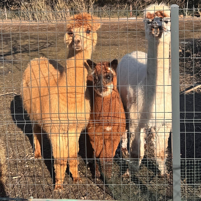 Alpakas sind niedlich anzusehen, aber in direkter Nachbarschaft im Stadtgebiet kann es ...
