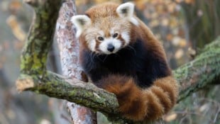 Das Weibchen erreichte ein hohes Alter, es wurde 17 Jahre alt.