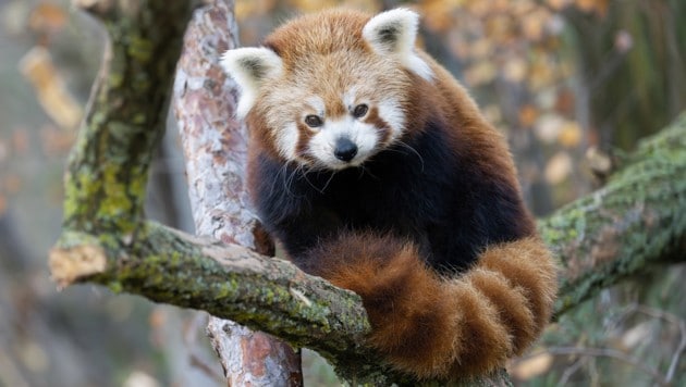 Das Weibchen erreichte ein hohes Alter, es wurde 17 Jahre alt.