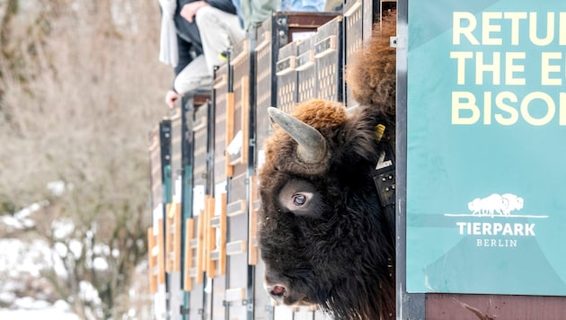 Bisons – auch Bergwisent genannt – wurden einst im Kaukasus ausgerottet. Der WWF bringt sie seit ...