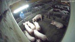 Aufnahmen des „Verein gegen Tierfabriken“ zeigen, wie ein Mitarbeiter auf die Schweine pinkelt.
