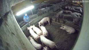 Aufnahmen des „Verein gegen Tierfabriken“ zeigen, wie ein Mitarbeiter auf die Schweine pinkelt.
