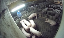 Diese Bilder schockten im November 2025. Mitarbeiter urinierten auf Schweine. Die Ermittlungen ...