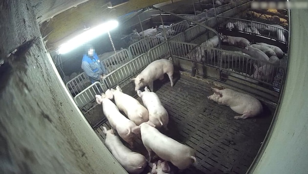 Diese Bilder schockten im November 2025. Mitarbeiter urinierten auf Schweine. Die Ermittlungen ...