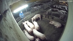 Aufnahmen des „Verein gegen Tierfabriken“ zeigen, wie ein Mitarbeiter auf die Schweine pinkelt.