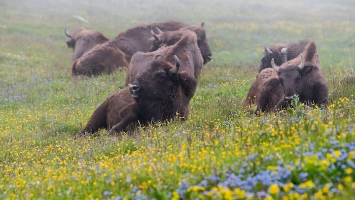 Stressfrei und ihrem Element – am besten geht es den Tieren in ihrer ursprünglichen Heimat.