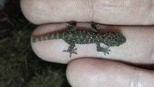 Winzig und gesund: Dem kleinen „Mitbringsel“ geht es so weit gut.