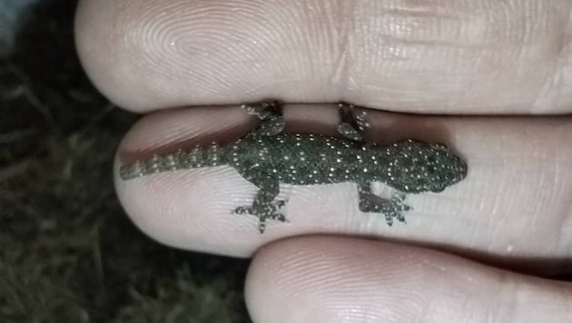 Winzig und gesund: Dem kleinen „Mitbringsel“ geht es so weit gut.