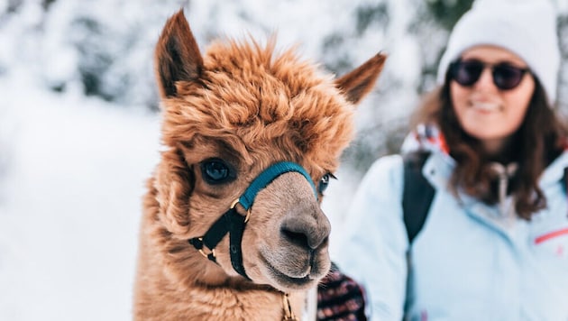 Garantierten Ferienspaß gibt es etwa bei einer Alpakawanderung im Waldviertel