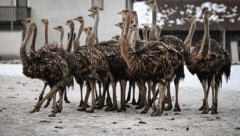 Die Kälte der Welser Heide kann den aus Afrika stammenden Straußen nichts anhaben.