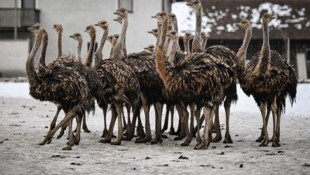 Die Kälte der Welser Heide kann den aus Afrika stammenden Straußen nichts anhaben.