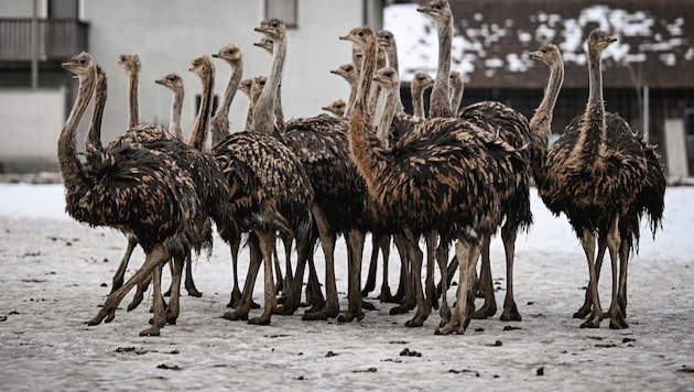 Die Kälte der Welser Heide kann den aus Afrika stammenden Straußen nichts anhaben.