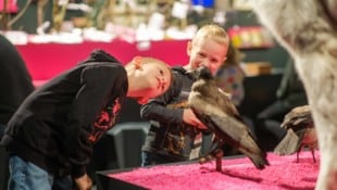 Auch im Linzer Schlossmuseum gibt es viel zu erleben