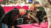 Auch im Linzer Schlossmuseum gibt es viel zu erleben