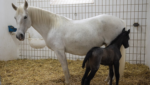 Auf Kuschelkurs: Mama „Cremona“ mit ihrem süßen Nachwuchs