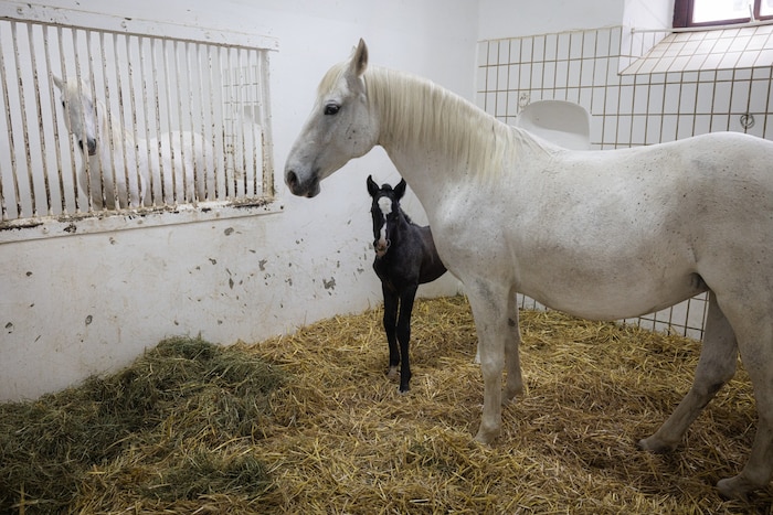 Ein schüchterner Blick in die Kamera – und schnell wieder hinter Mama verstecken.