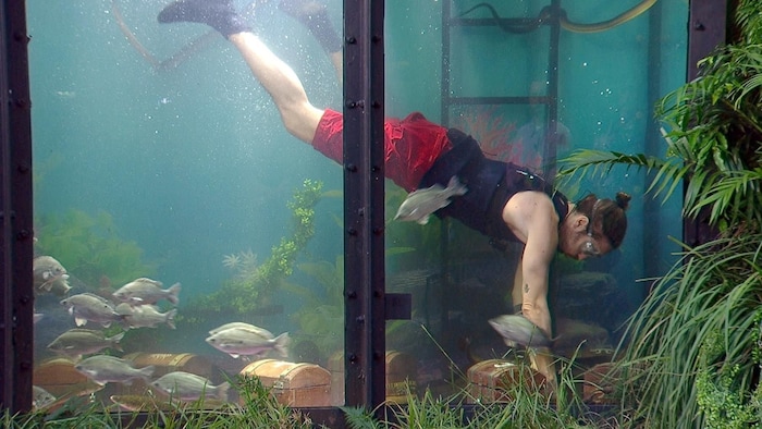 Gil Ofarim in der Dschungelprüfung „Dschungel-Argh!Quarium“.