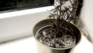 Keine Chance für Pflanzen: Schon kurz nach dem Kauf beginnt jede Blumenerde in der Wohnung zu ...