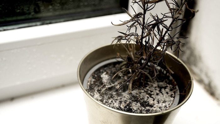 Keine Chance für Pflanzen: Schon kurz nach dem Kauf beginnt jede Blumenerde in der Wohnung zu ...