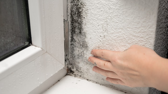 So sieht es an vielen Ecken in der Wohnung aus: und der Schimmel kommt immer wieder, auch in ...