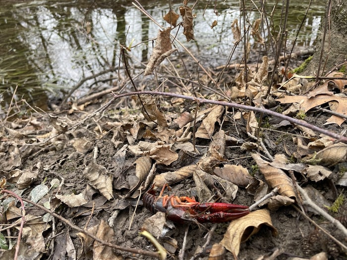 Ein verendeter Signalkrebs am Warmen Bach