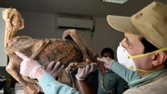 In den Höhlen Saudi-Arabiens haben Forscherinnen und Forscher mumifizierte Überreste von ...