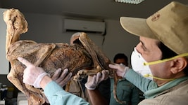 In den Höhlen Saudi-Arabiens haben Forscherinnen und Forscher mumifizierte Überreste von ...