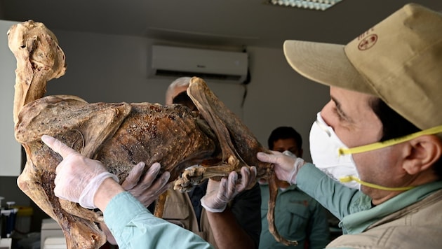 In den Höhlen Saudi-Arabiens haben Forscherinnen und Forscher mumifizierte Überreste von ...