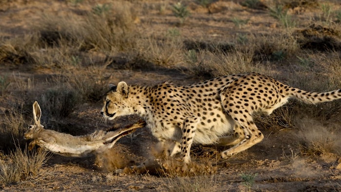 Von dieser asiatischen Unterart leben nur noch etwa 50 Tiere in freier Wildbahn im Iran.