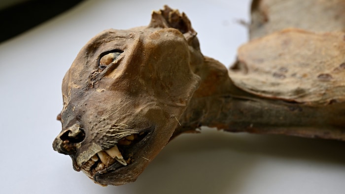 Die Mumien sind außergewöhnlich gut erhalten.