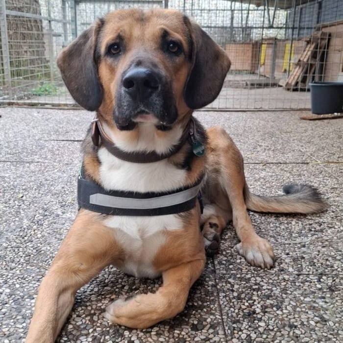 Bertl träumt von einem ruhigen Einzelplatz.