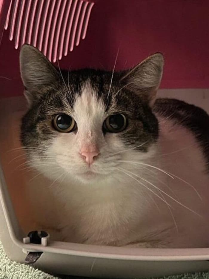 Bella hat schon viel ertragen – und soll jetzt endlich glücklich sein!