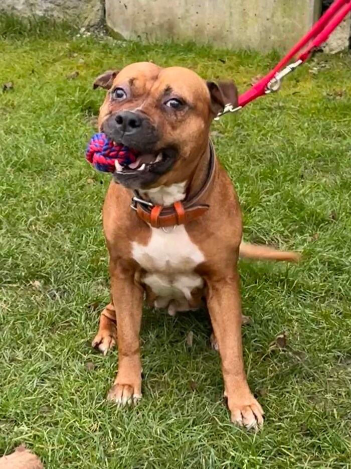 Sonnenscheinchen Cleo