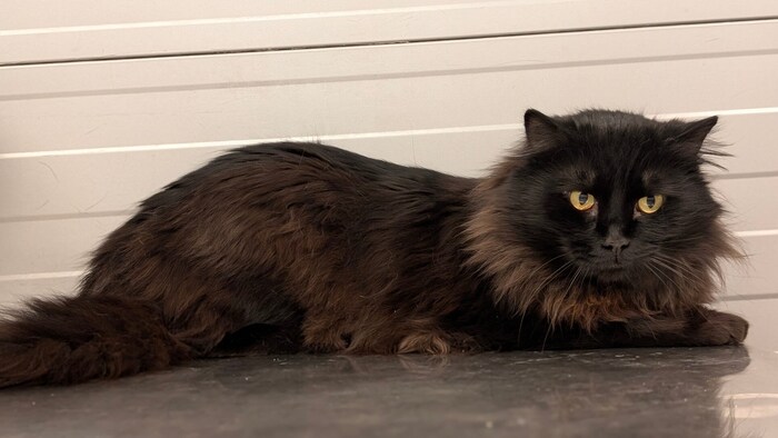 Ruhiger Wohnungsplatz für Nero gesucht.