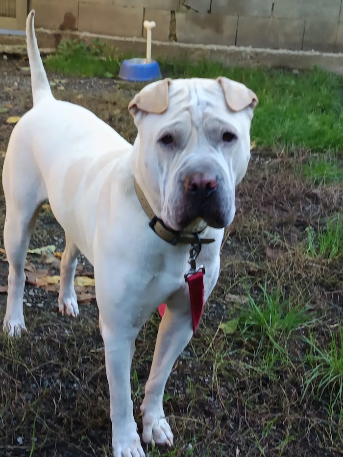 Das Alleinsein ist sehr hart für Dutch.