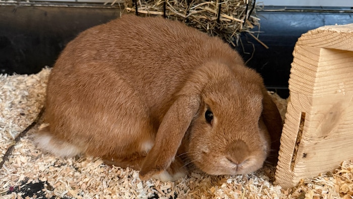 Benny wird nur mit Freundin Alice vergeben.