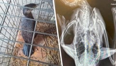 Das Röntgen bestätigte den Verdacht: Der Kormoran wurde angeschossen.