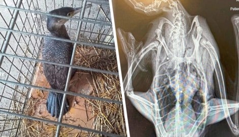 Das Röntgen bestätigte den Verdacht: Der Kormoran wurde angeschossen.